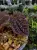 Sarcopyramis sp. „Sanggau Purple Grass” – černá rostlina do terária s růžovými chloupky | Parrot Planet od ParrotPlanet.cz