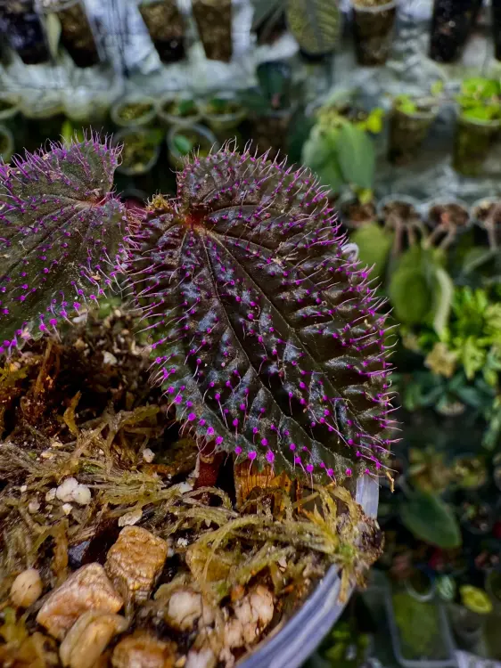 Sarcopyramis sp. „Sanggau Purple Grass” – černá rostlina do terária s růžovými chloupky | Parrot Planet od ParrotPlanet.cz
