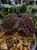 Sarcopyramis sp. „Sanggau Purple Grass” – černá rostlina do terária s růžovými chloupky | Parrot Planet od ParrotPlanet.cz