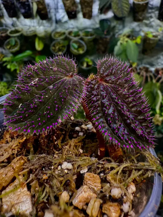Sarcopyramis sp. „Sanggau Purple Grass” – černá rostlina do terária s růžovými chloupky | Parrot Planet od ParrotPlanet.cz