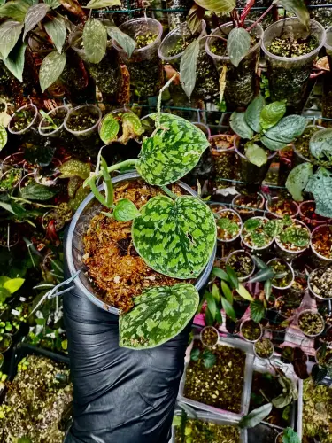 Scindapsus sp. – tropická popínavá rostlina do terária a květináče | Parrot Planet od ParrotPlanet.cz