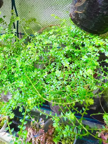 Selaginella sp. – vlhkomilná rostlina do terária a paludária |Parrot Planet od ParrotPlanet.cz