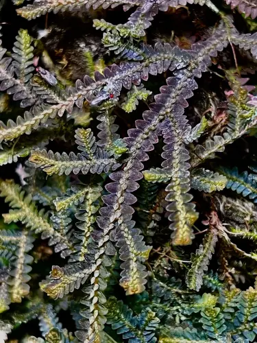 Selaginella Japan Blue – plazivá rostlina do terária s fialovo-modrým leskem | Parrot Planet od ParrotPlanet.cz