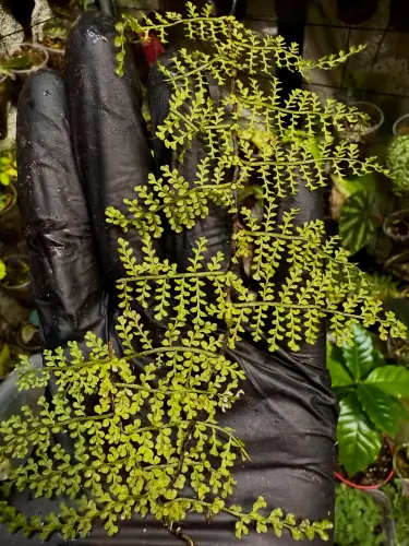 Teratophyllum sp. – popínavá epifytická kapradina do terária | Parrot Planet od ParrotPlanet.cz