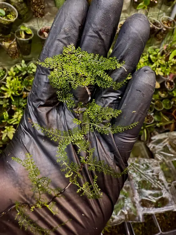 Teratophyllum sp. – popínavá epifytická kapradina do terária | Parrot Planet od ParrotPlanet.cz