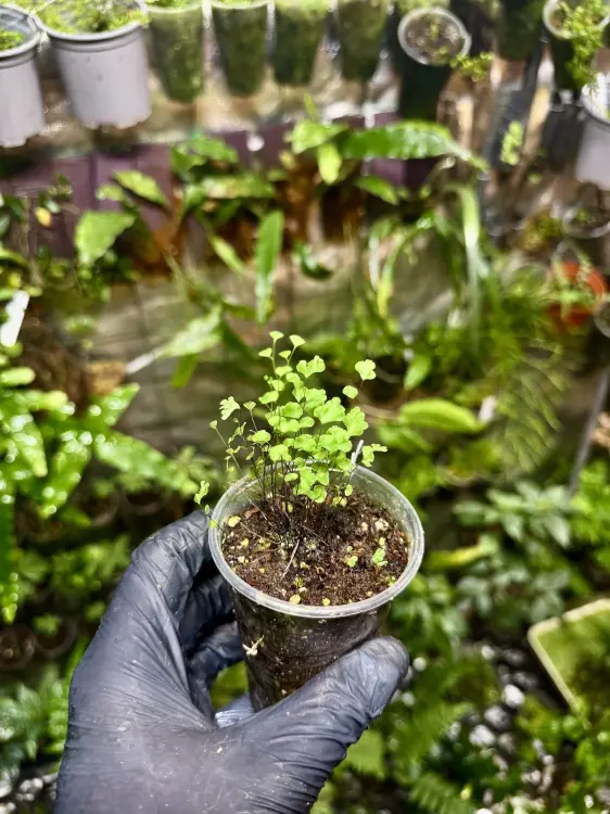 Adiantum raddianum – jemná kapradina s vějířovitými listy | Parrot Planet.cz