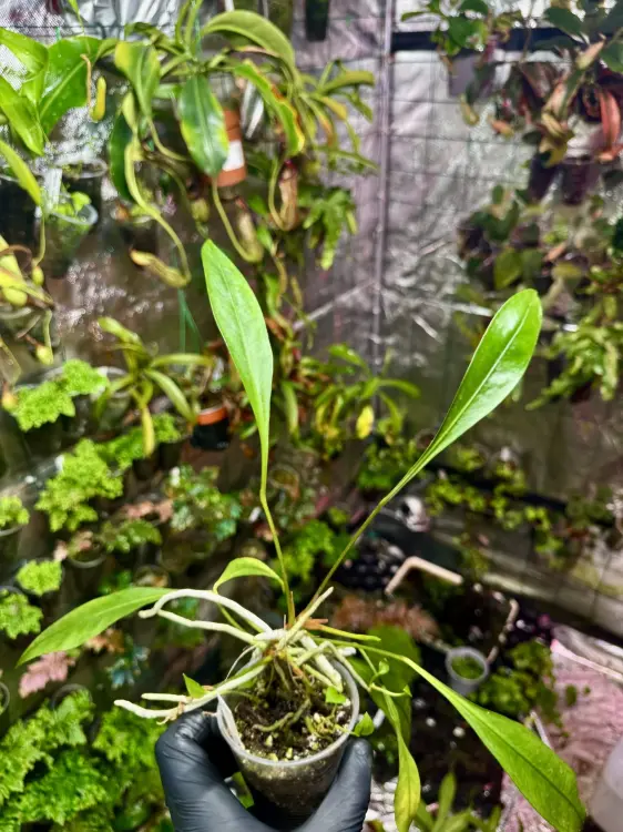 Anthurium gracile – epifytická rostlina s červenými plody do terária | Parrot Planet.cz