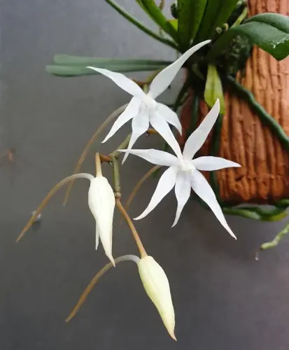 Aerangis kirkii – epifytická orchidej z Afriky s bílými, voňavými květy | Parrot Planet