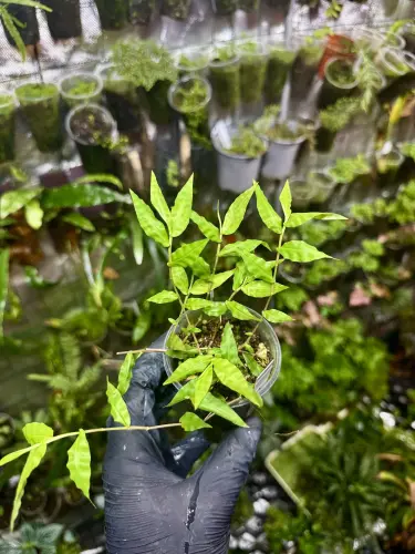 Arthraxon hispidus – mini tráva do tropického terária | Parrot Planet.cz