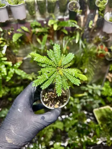 Biophytum sensitivum – miniaturní „palma” do terária s rychlým růstem | Parrot Planet.cz