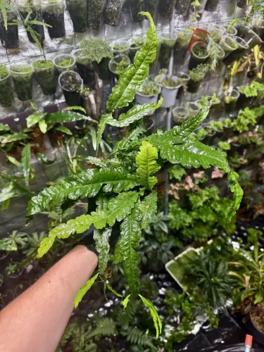 Bolbitis heudelotii TAIL – stínomilná kapradina z afrických potoků | Parrot Planet od ParrotPalnet.cz