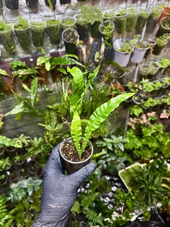 Bolbitis heudelotii TAIL – stínomilná kapradina z afrických potoků | Parrot Planet od ParrotPalnet.cz