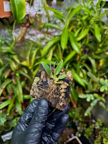 Bulbophyllum frostii – miniaturní epifytický orchidej s vínově červenými květy ve tvaru džbánků | Parrot Planet.cz