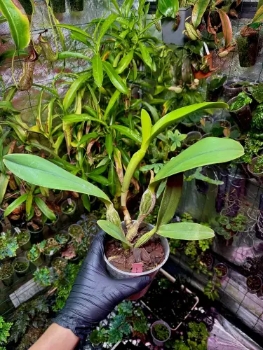 Cattleya lueddemanniana – velký epifytický orchidej s voňavými fialovými květy | Parrot Planet.cz