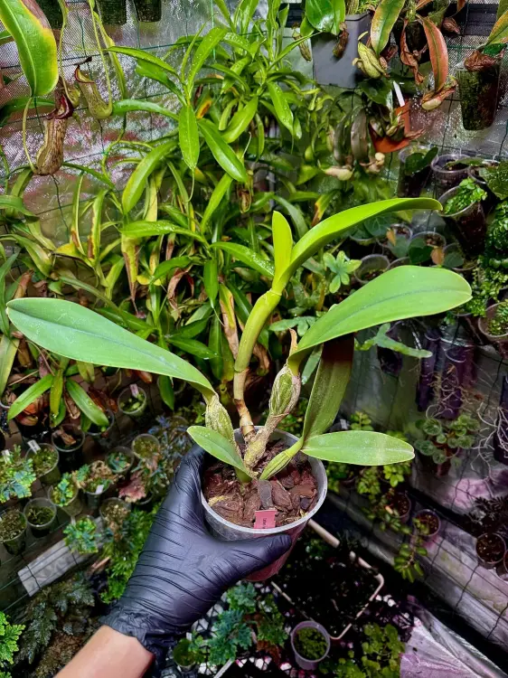 Cattleya lueddemanniana – velký epifytický orchidej s voňavými fialovými květy | Parrot Planet.cz