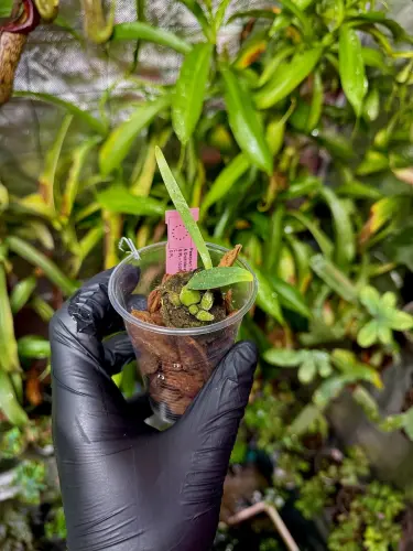 Bulbophyllum umbellatum – epifytická orchidej s krémově žlutými květy a deštníkovitým květenstvím | Parrot Planet.cz