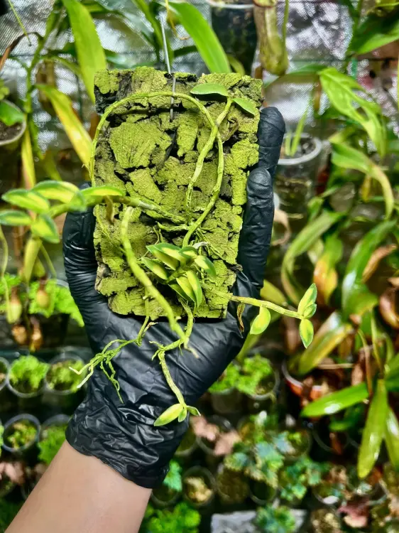 Dendrobium loddigesii variegated | Miniaturní vonná epifytická orchidej do terária | Parrot Planet.cz