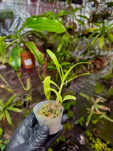 Dendrobium bracteosum – fialový orchidej s dlouhou dobou kvetení  | Parrot Planet.cz