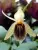 Coelogyne ovalis x sib – žlutý epifytický orchidej s mohutnými hlízkami | Parrot Planet.cz