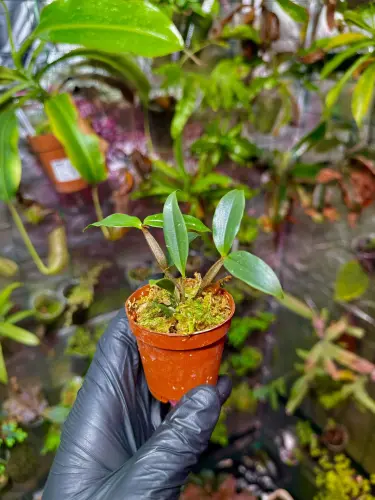 Dendrobium tetragonum | Epifytický orchidej s pavoukovitými květy do terária  | Parrot Planet.cz