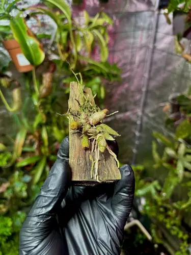 Dendrobium parishii | Epifytická orchidej s velkými světle fialovými květy do terária | Parrot Planet.cz