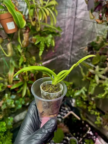 Epidendrum parkinsonianum – epifytická orchidej s voňavými květy do terária | Parrot Planet.cz