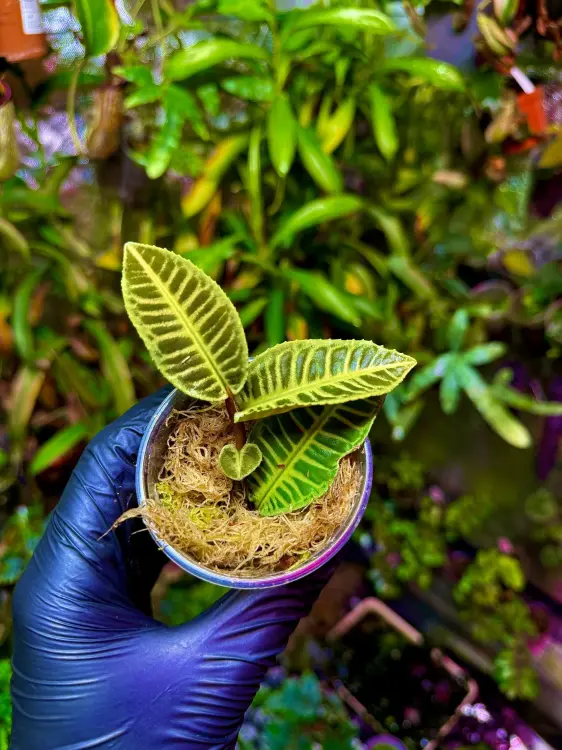 Emblemantha urnulata „Cream &amp; Green” – vzácná tropická rostlina ze Sumatry | Parrot Planet.cz