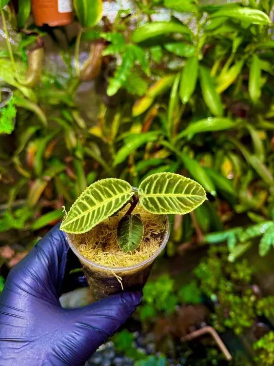 Emblemantha urnulata „Cream &amp; Green” – vzácná tropická rostlina ze Sumatry | Parrot Planet.cz