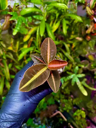 Emblemantha urnulata „Veinless Fluo – Yellow” – barevná tropická rostlina do terária | Parrot Planet.cz