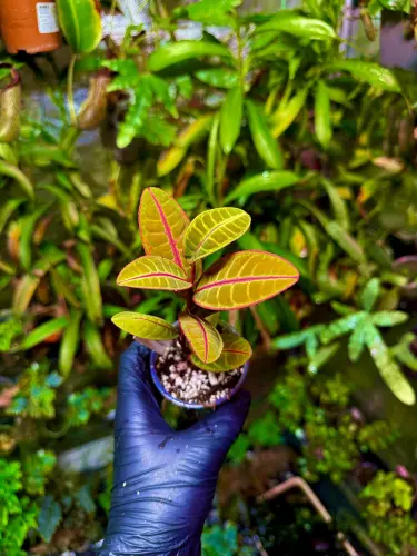 Emblemantha urnulata Golden orange – exotická rostlina ze Sumatry do terária | Parrot Planet.cz