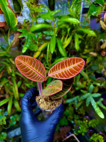 Emblemantha urnulata „Fluo Pink” | Rostlina do terária ze Sumatry | Parrot Planet.cz