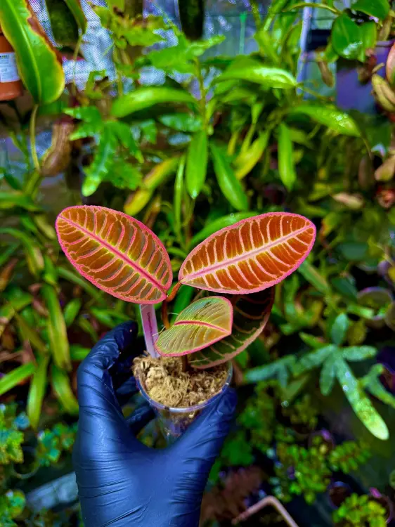 Emblemantha urnulata „Fluo Pink” | Rostlina do terária ze Sumatry | Parrot Planet.cz