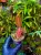 Emblemantha urnulata „Fluo Pink” | Rostlina do terária ze Sumatry | Parrot Planet.cz