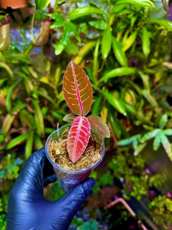 Emblemantha urnulata „Fluo Pink” | Rostlina do terária ze Sumatry | Parrot Planet.cz