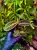 Emblemantha urnulata „Fluo Pink” | Rostlina do terária ze Sumatry | Parrot Planet.cz