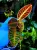 Emblemantha urnulata „Fluo Pink” | Rostlina do terária ze Sumatry | Parrot Planet.cz