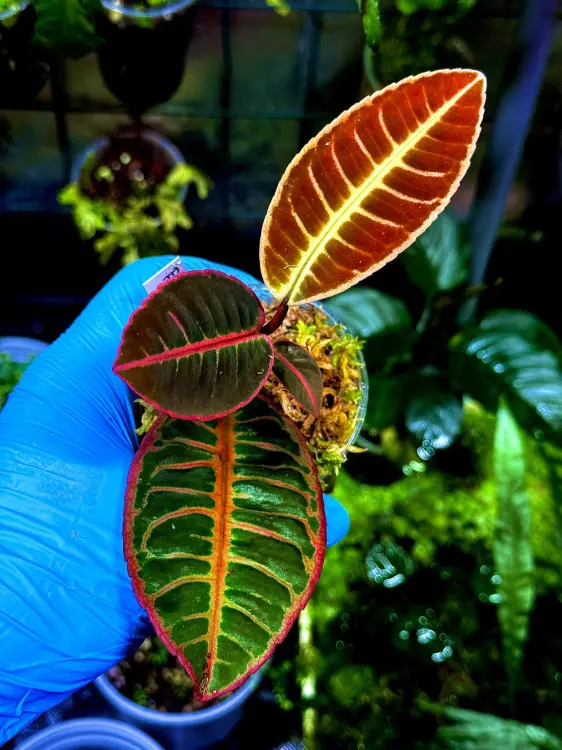 Emblemantha urnulata „Fluo Pink” | Rostlina do terária ze Sumatry | Parrot Planet.cz