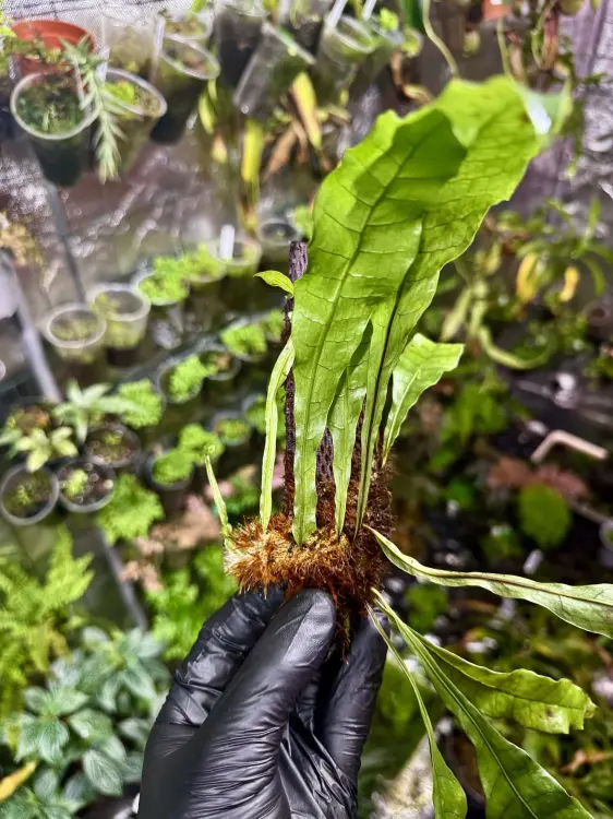 Drynaria bonii Christ | Epifytická kapradina z Asie | Rostlina do terária| Parrot Planet.cz