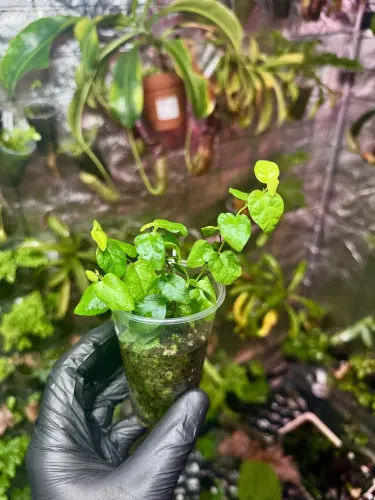 Ficus pumila – popínavá rostlina do terária s mírnými nároky | Parrot Planet.cz