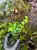Ficus pumila – popínavá rostlina do terária s mírnými nároky | Parrot Planet.cz