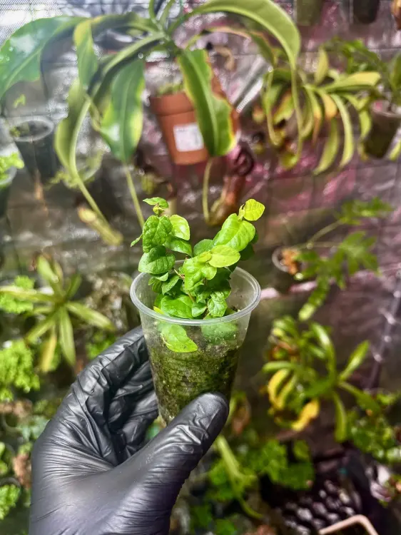 Ficus pumila – popínavá rostlina do terária s mírnými nároky | Parrot Planet.cz