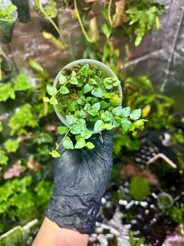 Ficus montana – popínavá rostlina s listy ve tvaru srdíček do tropického terária | Parrot Planet od ParrotPalnet.cz