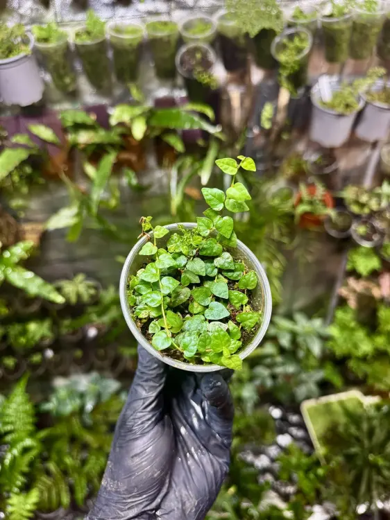 Ficus montana – popínavá rostlina s listy ve tvaru srdíček do tropického terária | Parrot Planet od ParrotPalnet.cz