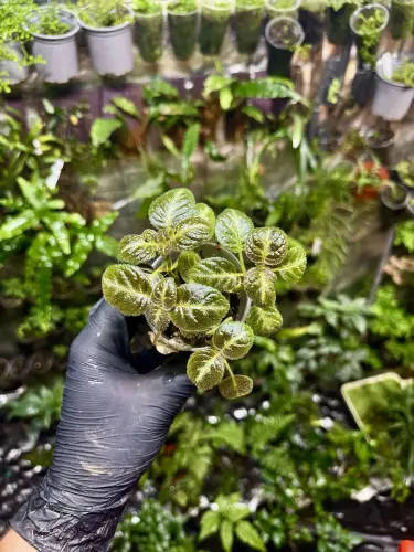 Episcia 'Pink Panther' – lesklá tropická rostlina do terária | Parrot Planet.cz