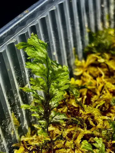 Hymenophyllum sp. „Japan” – síťovitá miniaturní kapradina z Dálného východu | Parrot Planet.cz