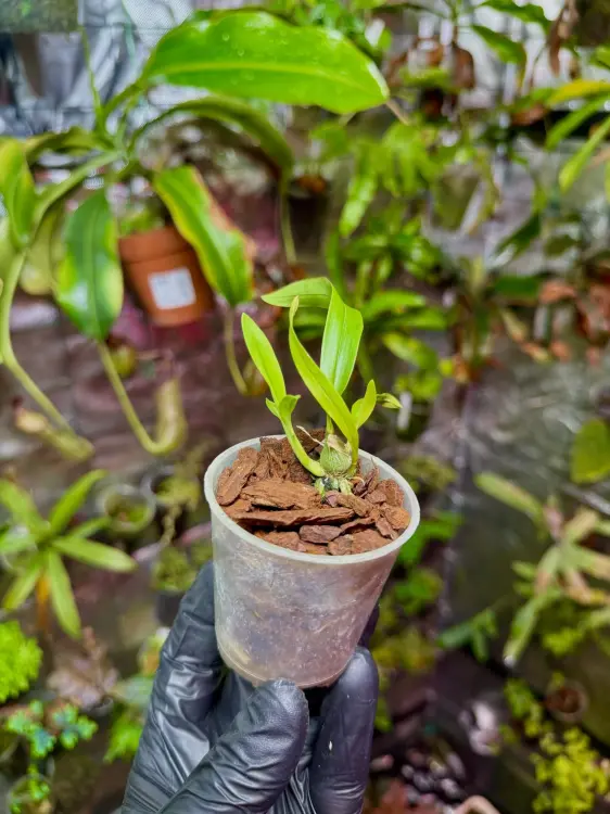 Prosthechea mariae – epifytická orchidej ze Střední Ameriky s bílými květy | Parrot Planet.cz