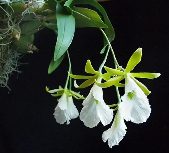 Prosthechea mariae – epifytická orchidej ze Střední Ameriky s bílými květy | Parrot Planet.cz