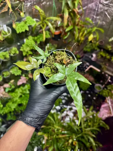 Pteris sp. Vietnam „cần sa” – kapradina s listy připomínajícími konopí od ParrotPlanet.cz