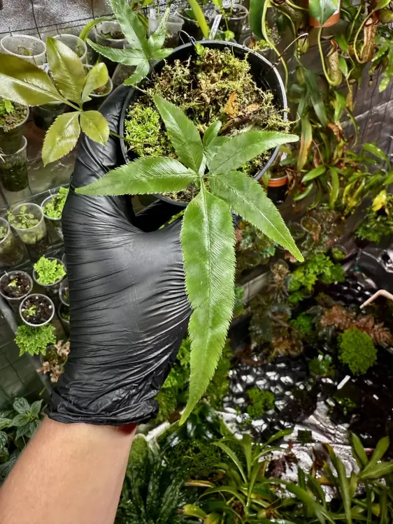 Pteris sp. Vietnam „cần sa” – kapradina s listy připomínajícími konopí od ParrotPlanet.cz