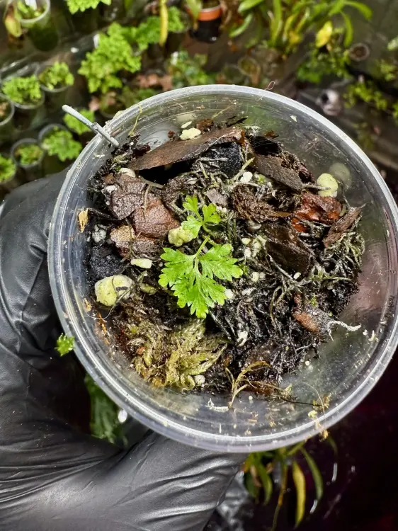 Pteris sp. Vietnam „cần sa” – kapradina s listy připomínajícími konopí od ParrotPlanet.cz